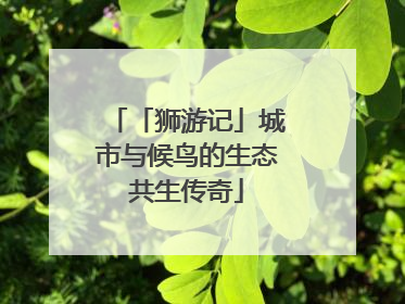 「狮游记」城市与候鸟的生态共生传奇