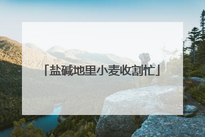 盐碱地里小麦收割忙