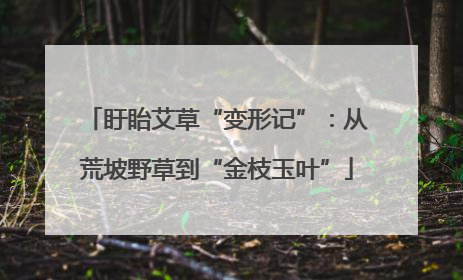 盱眙艾草“变形记”：从荒坡野草到“金枝玉叶”