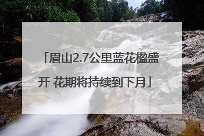 眉山2.7公里蓝花楹盛开 花期将持续到下月