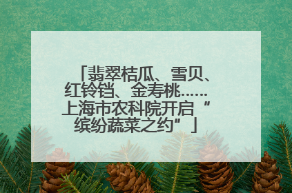翡翠桔瓜、雪贝、红铃铛、金寿桃……上海市农科院开启“缤纷蔬菜之约”