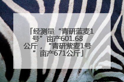 经测量“青研蓝麦1号”亩产601.68公斤，“青研紫麦1号”亩产671公斤