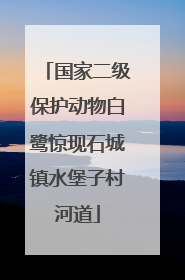 国家二级保护动物白鹭惊现石城镇水堡子村河道