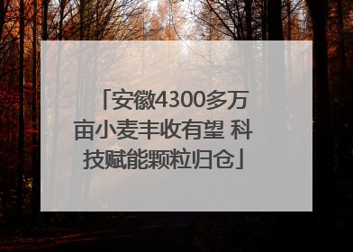 安徽4300多万亩小麦丰收有望 科技赋能颗粒归仓
