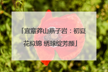 宜章莽山燕子岩：初夏花似锦 绣球绽芳颜
