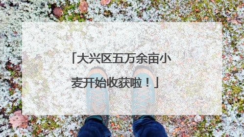 大兴区五万余亩小麦开始收获啦！