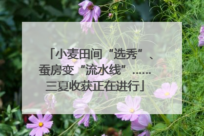 小麦田间“选秀”、蚕房变“流水线”……三夏收获正在进行
