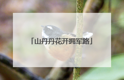 山丹丹花开拥军路