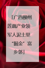 广西柳州莲藕产业领军人泥土里“掘金”富乡邻