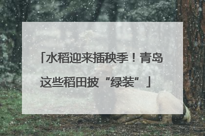 水稻迎来插秧季！青岛这些稻田披“绿装”
