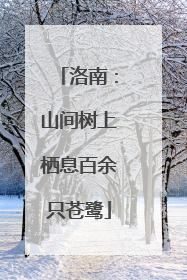 洛南：山间树上栖息百余只苍鹭