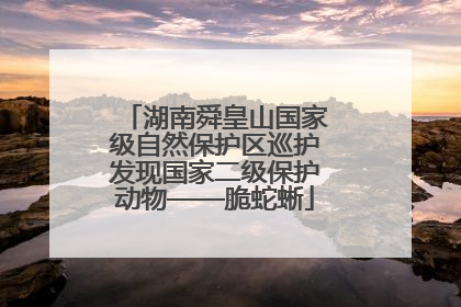 湖南舜皇山国家级自然保护区巡护发现国家二级保护动物——脆蛇蜥