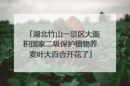 湖北竹山一景区大面积国家二级保护植物荞麦叶大百合开花了