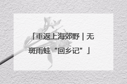 重返上海郊野｜无斑雨蛙“回乡记”