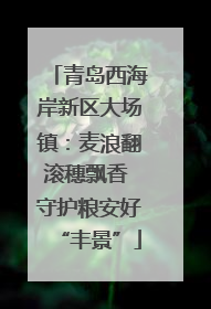 青岛西海岸新区大场镇：麦浪翻滚穗飘香 守护粮安好“丰景”